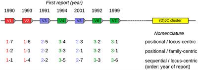 A Proposed New Nomenclature for the Immunoglobulin Genes of Mus musculus